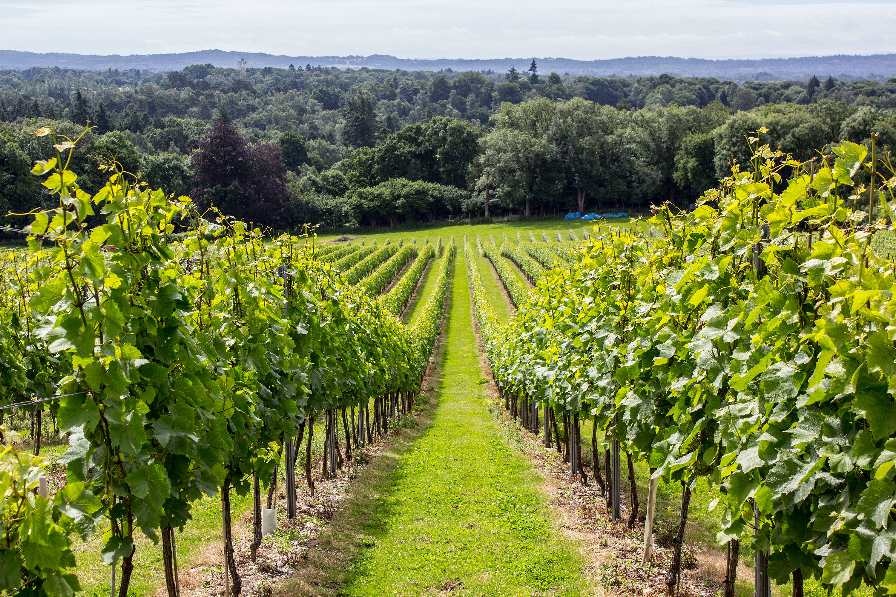 2019 Tour & Tasting Ticket - 21 September 11:00AM