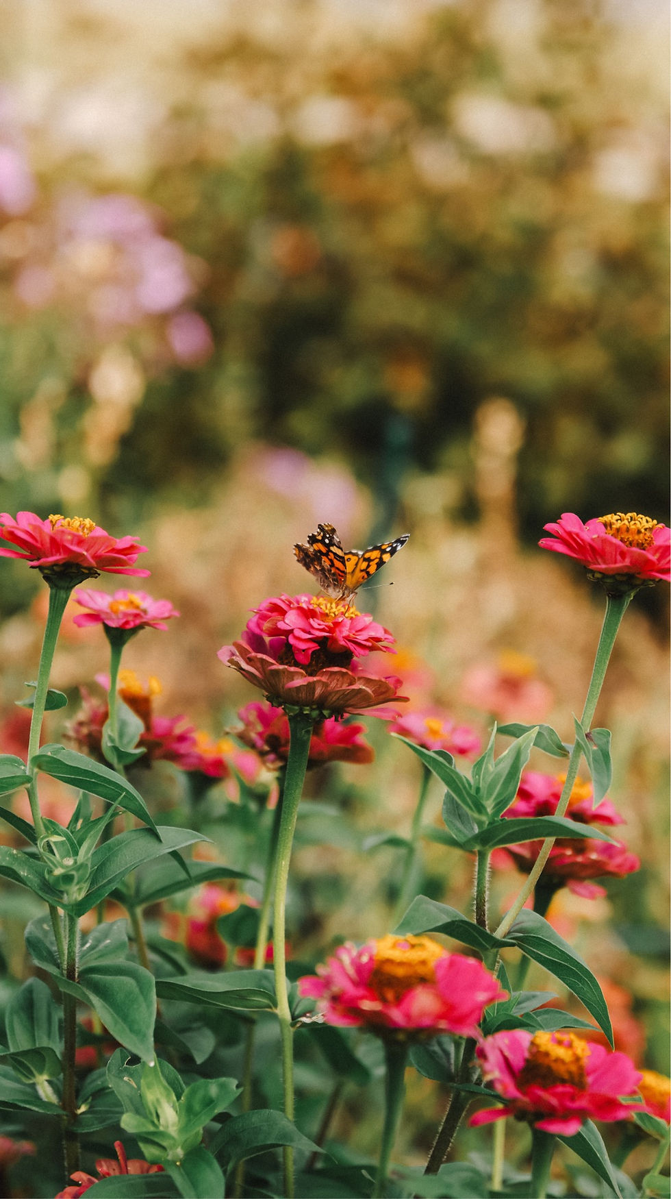 Mack Tori Photography Pricing