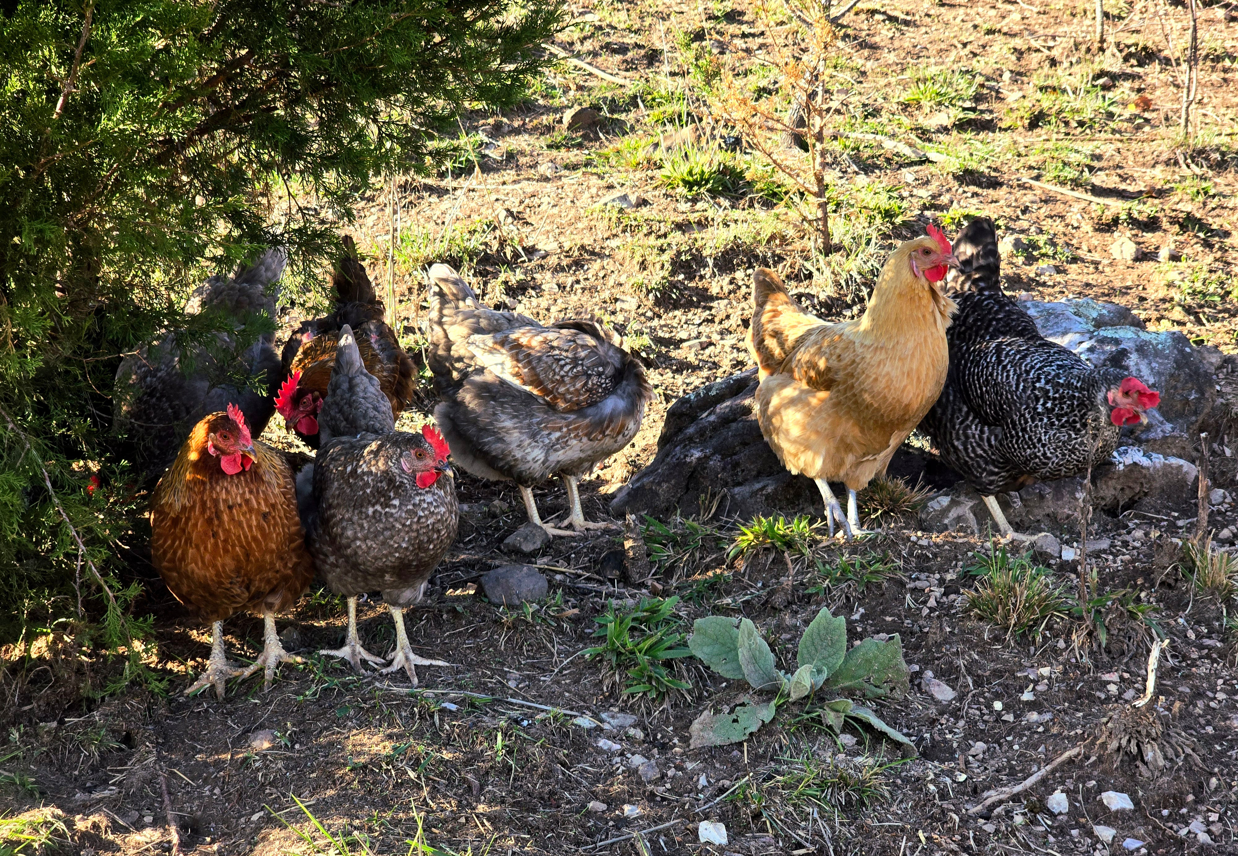 HENS & CHICKENS
