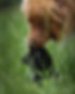 blazepipit.jpg