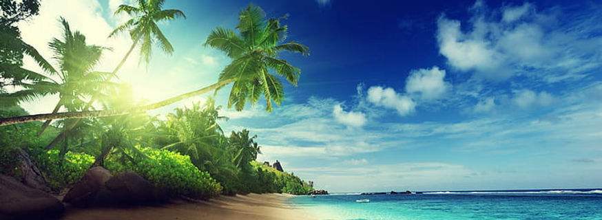 beach-palm-trees.jpg