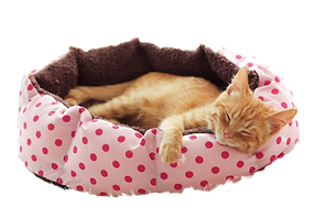 AEnB2UowdLiyp2iwTYAyuvTC5dZ85FsW4vvtX1Zh