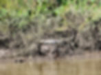 High angle view of a kayak paddle resting on a river with clear water