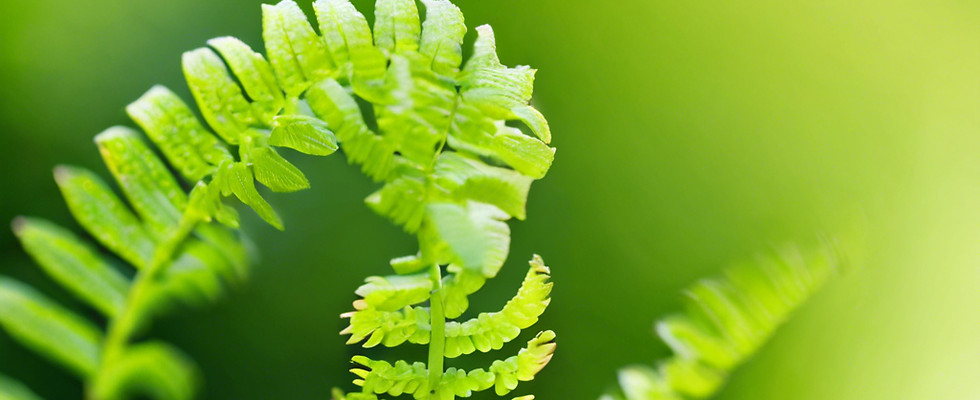fern unfurling.jpg