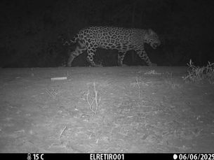 First Jaguar on Our Cameras!