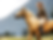 Woman on Galloping Horse