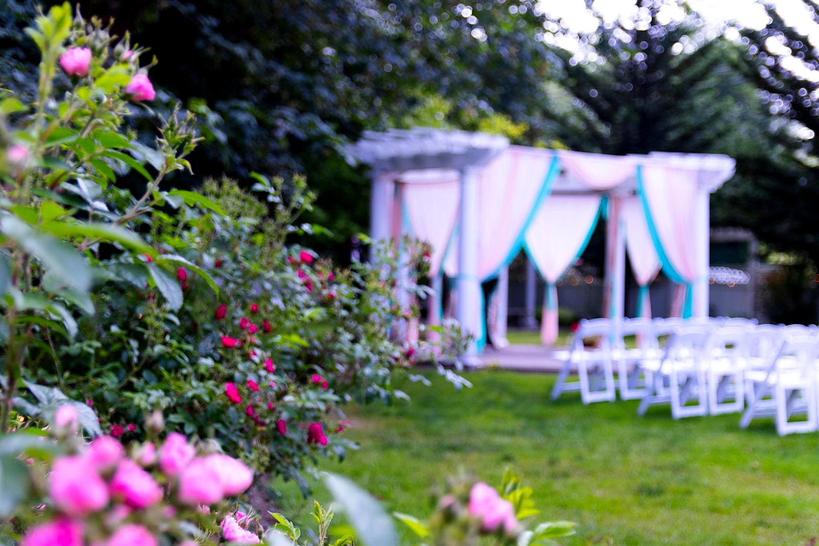 Pink roses in the garden with the draped ceremony pergola behind