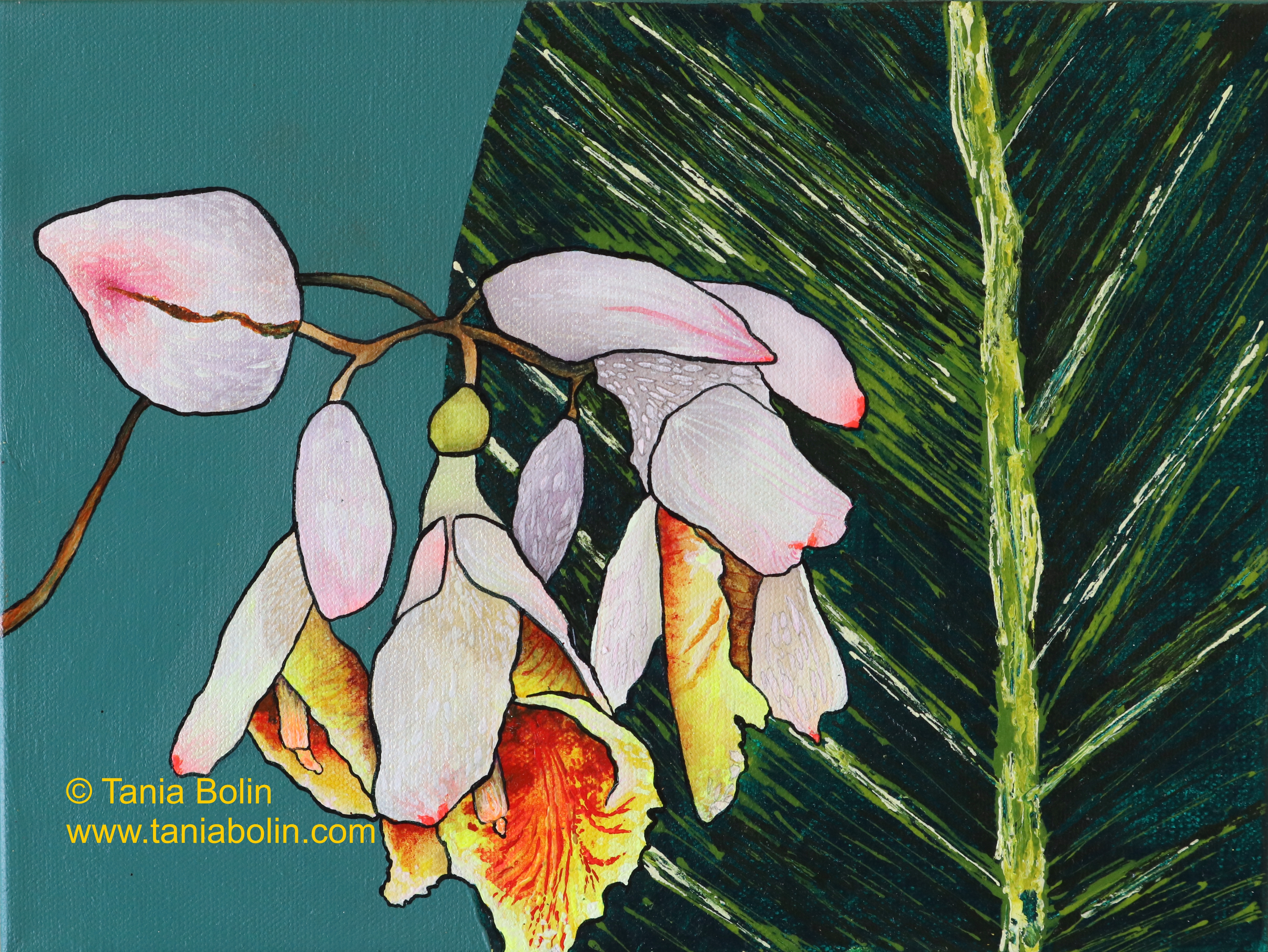 Pink Porcelain Lily
