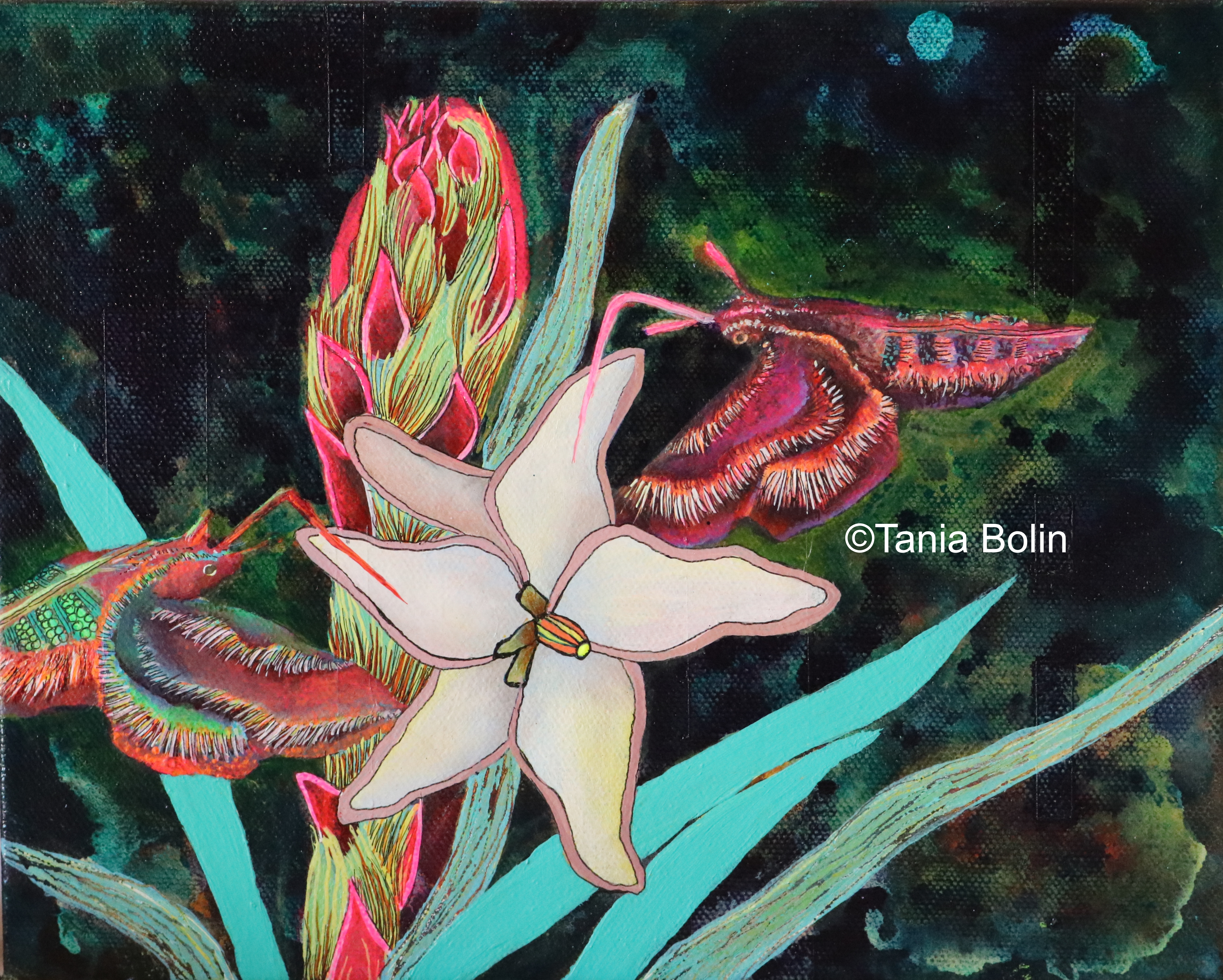 succulent Yucca
