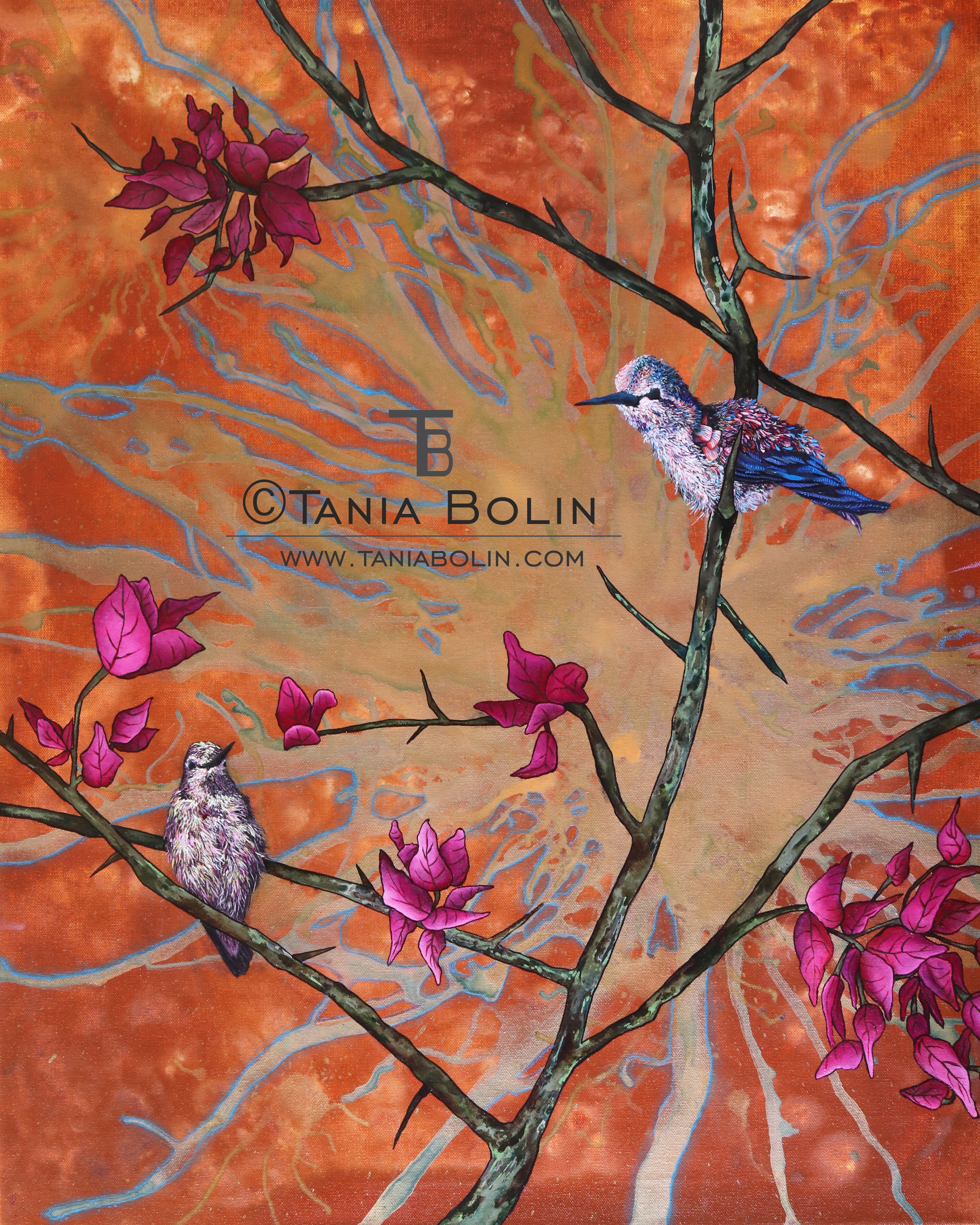 Colibris
