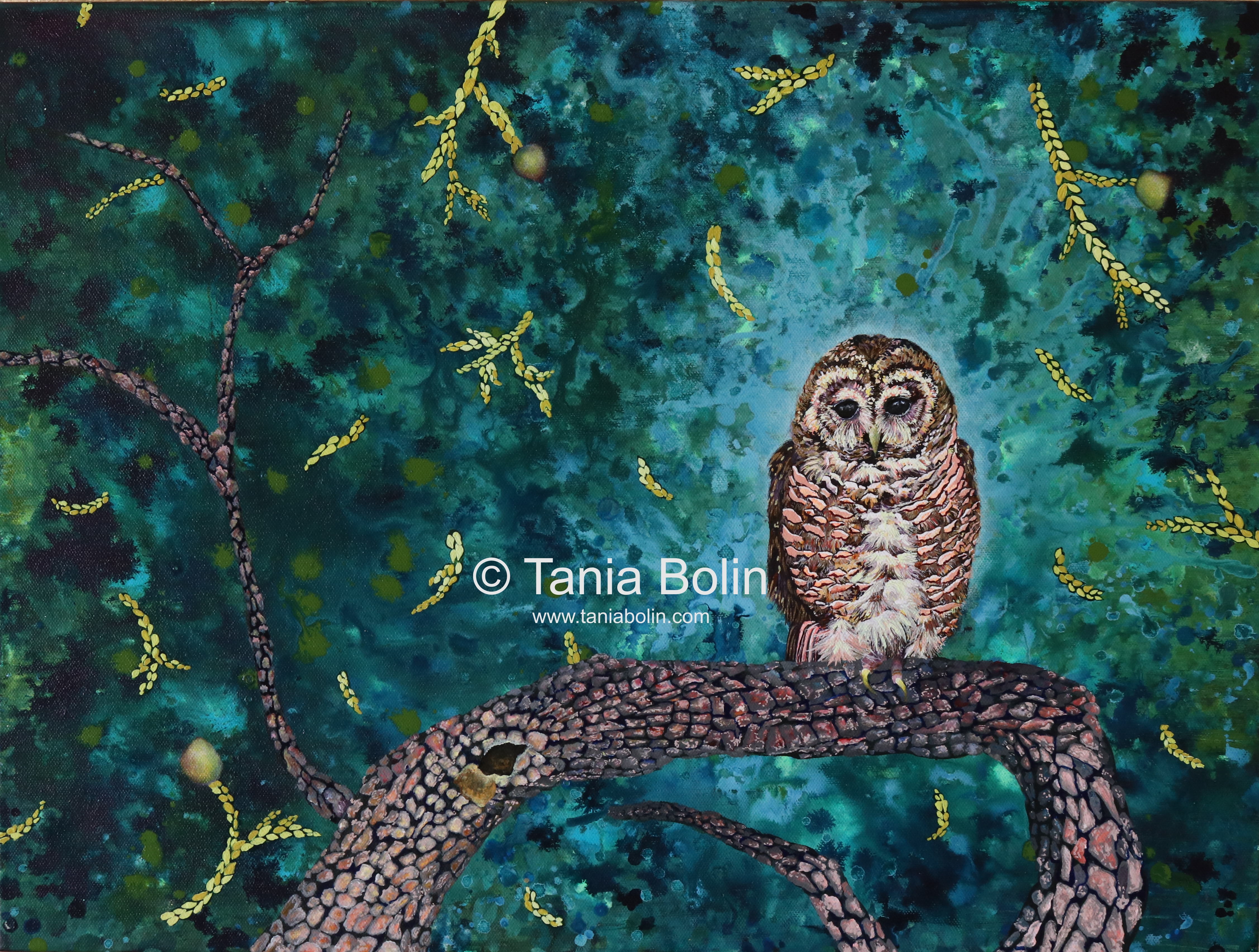 Owl Spotting
