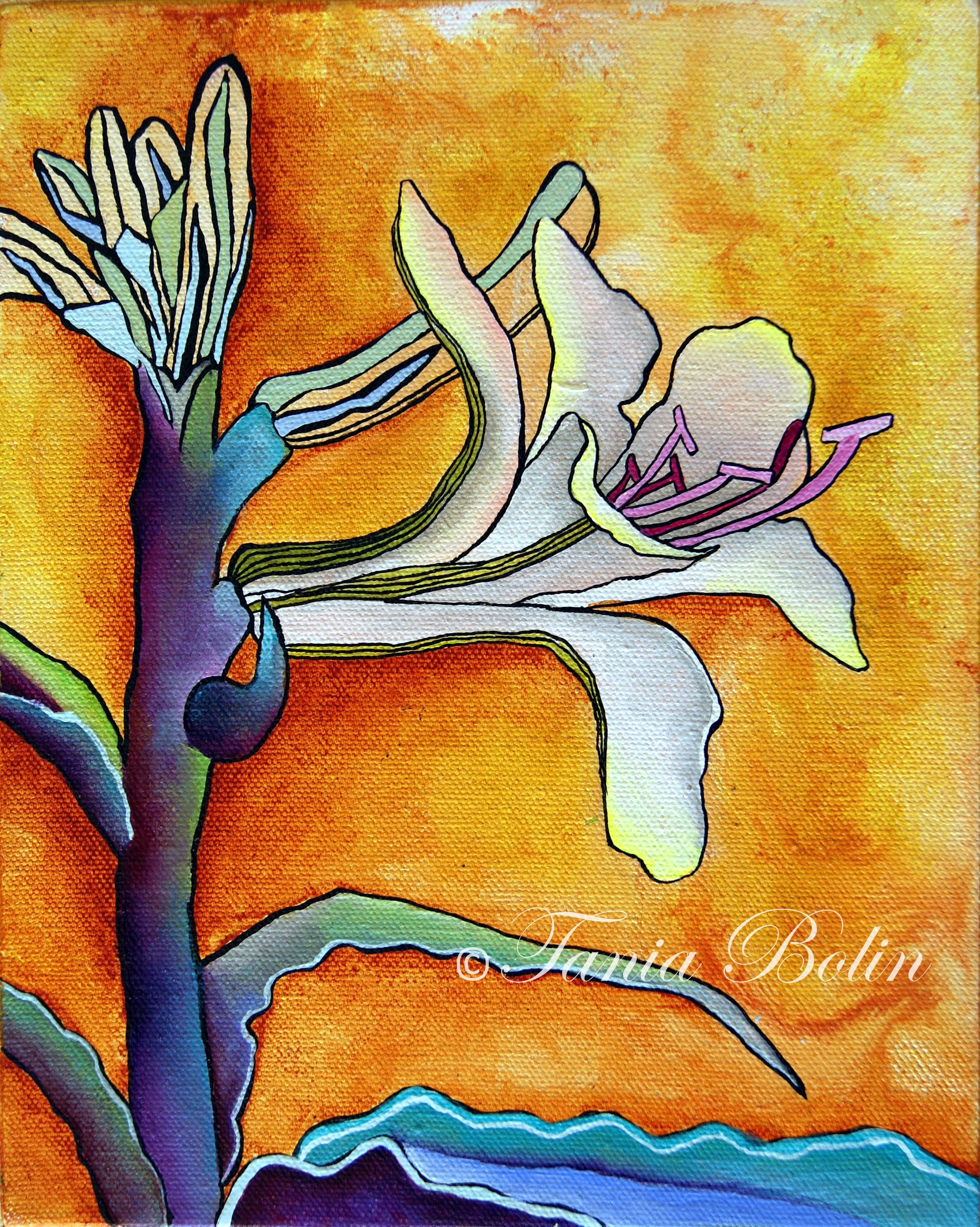 Waiting for my Desert Lily