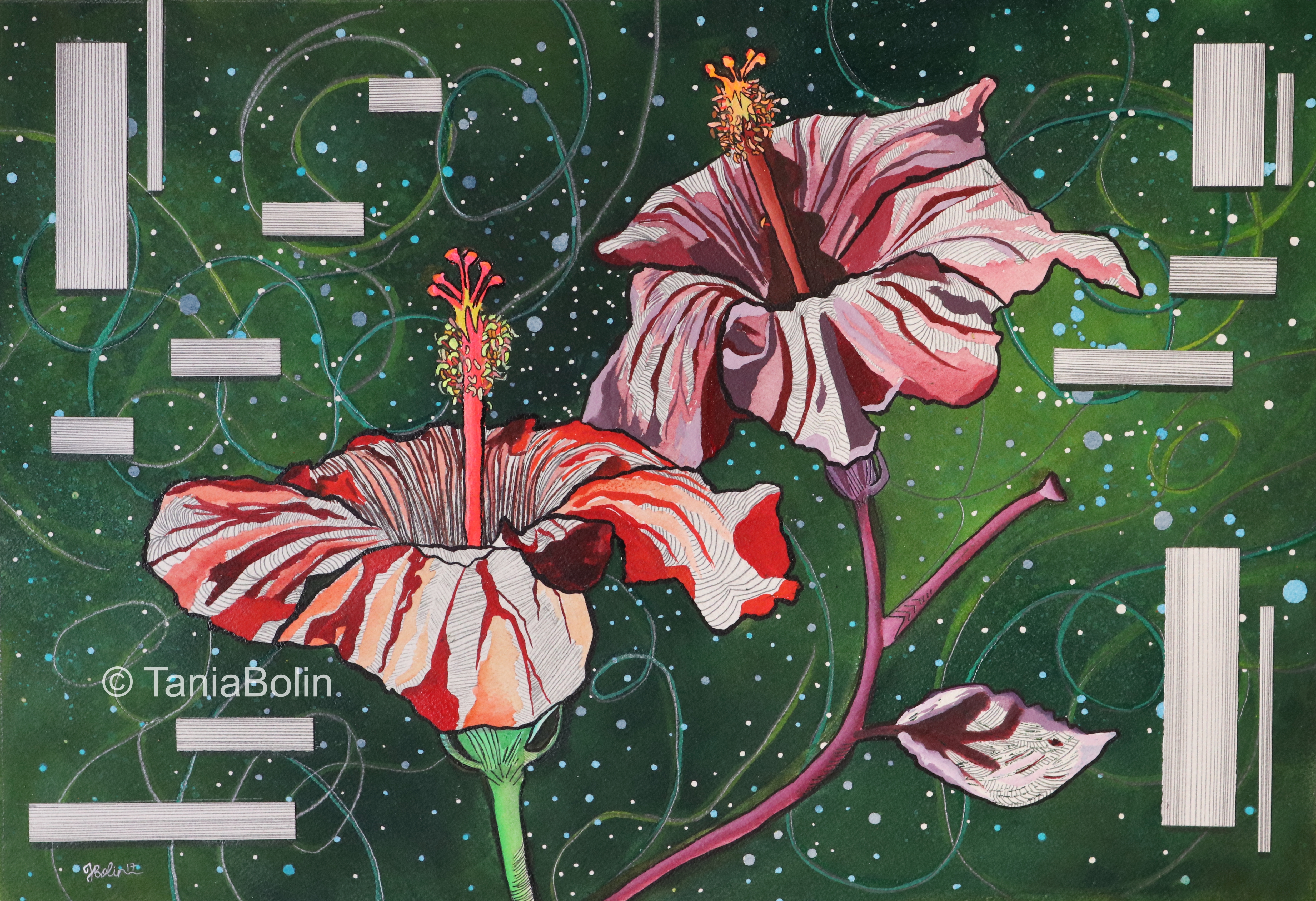 Hibiscus II