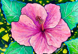 Pink Hibiscus