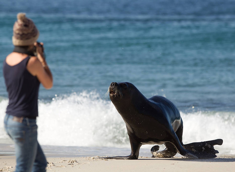 A close encounter with a Sea Lion!