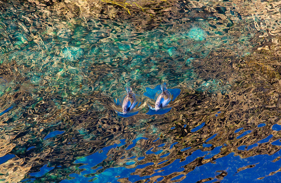 Peale's Dolphins in liquid paradise