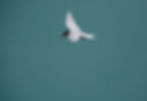 Antarctic Tern