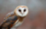 Barn Owl Portrait