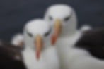 Albatross pair