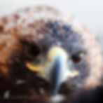 Tastulek - Golden Eagle