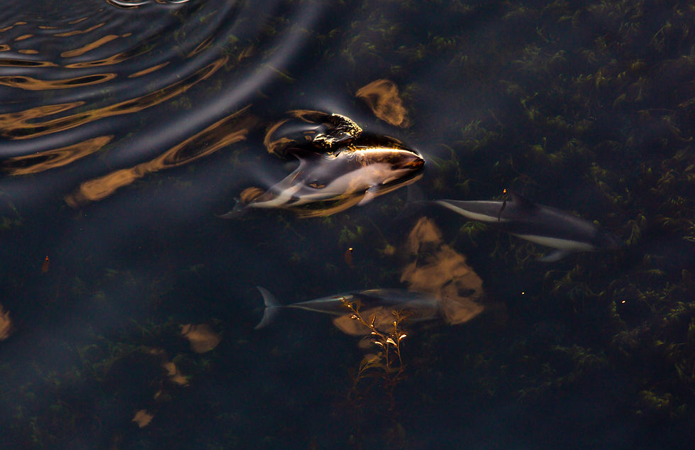 Peale's Dolphins in gold