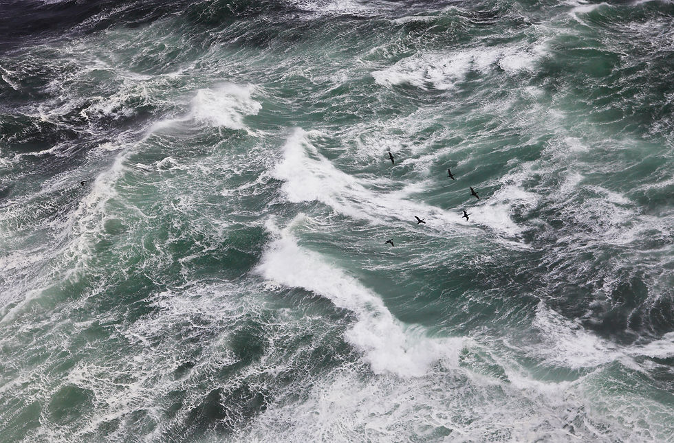 King Cormorants battling a storm