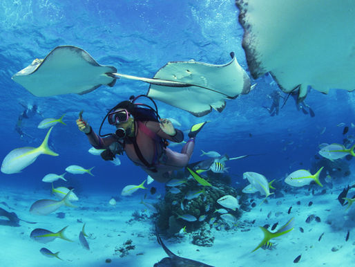 Kona Snorkeling Conditions by Month: When Is the Best Time to Snorkel in Kona, Hawaii?