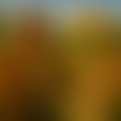 The Dawn of Shiloh — Freedom Lodge Website Update & Our Next Great Step