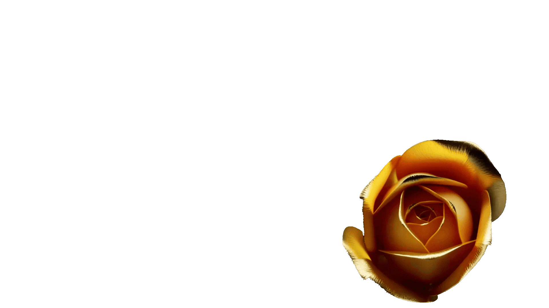 The Golden Rose (1).gif