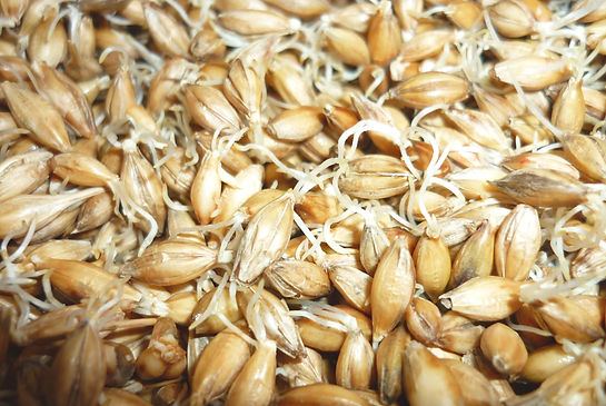 grano germinado copy.jpg