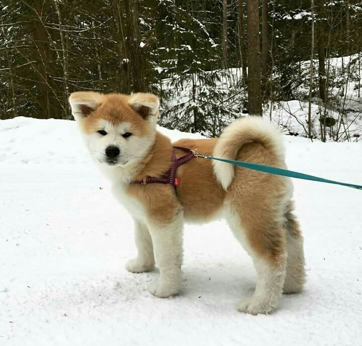 AKITA INU.jpeg