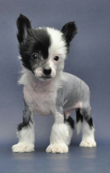 Chinese Crested.jpeg