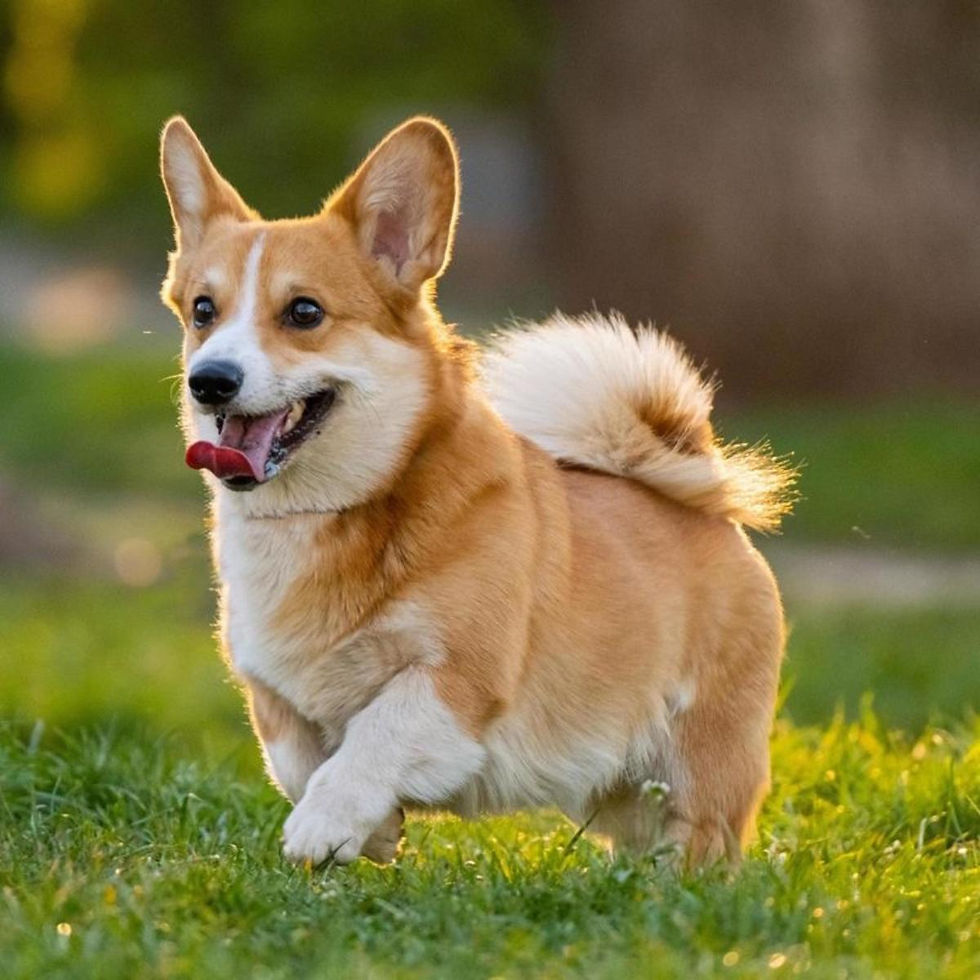Corgi.jpeg
