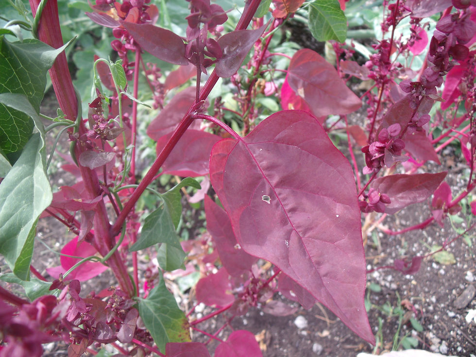 DSCF1033.JPG