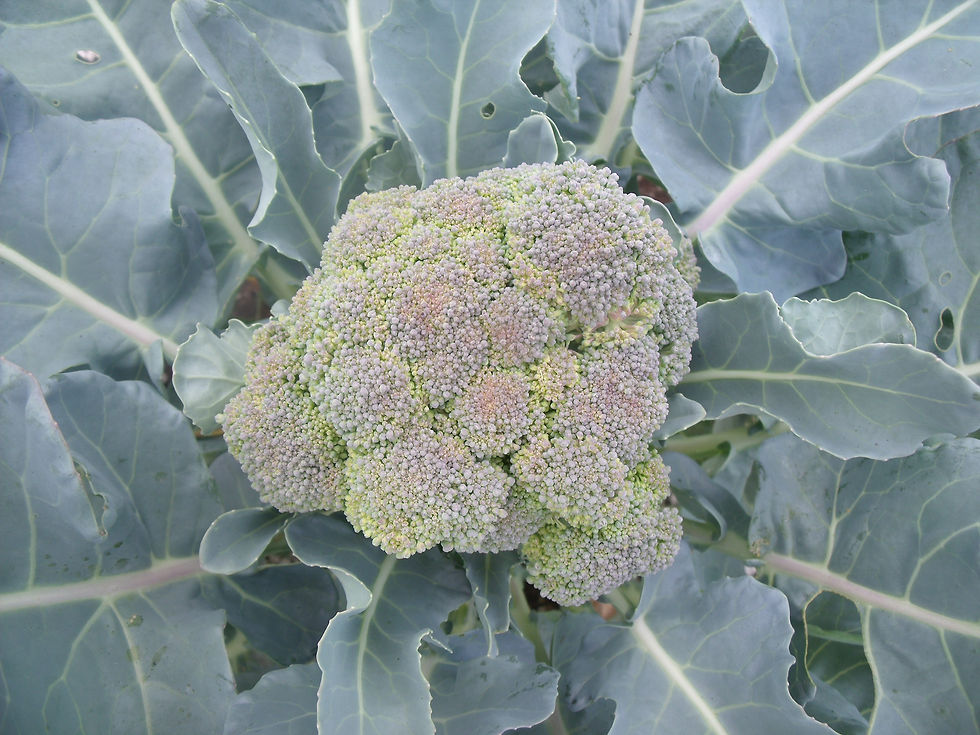 DSCF1015.JPG