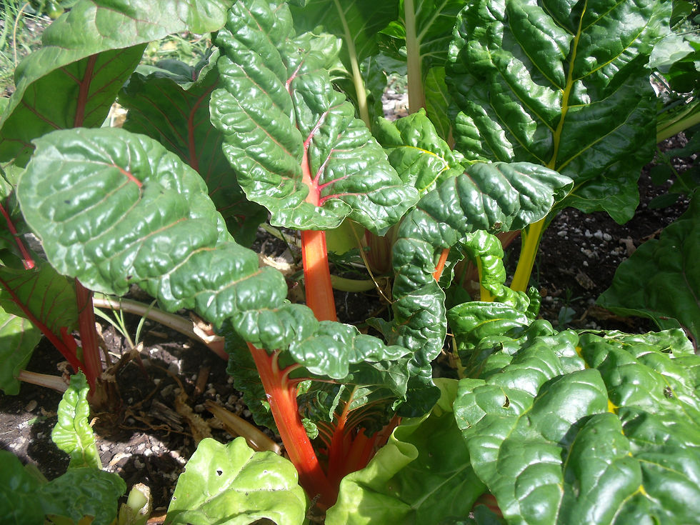 DSCF1018.JPG