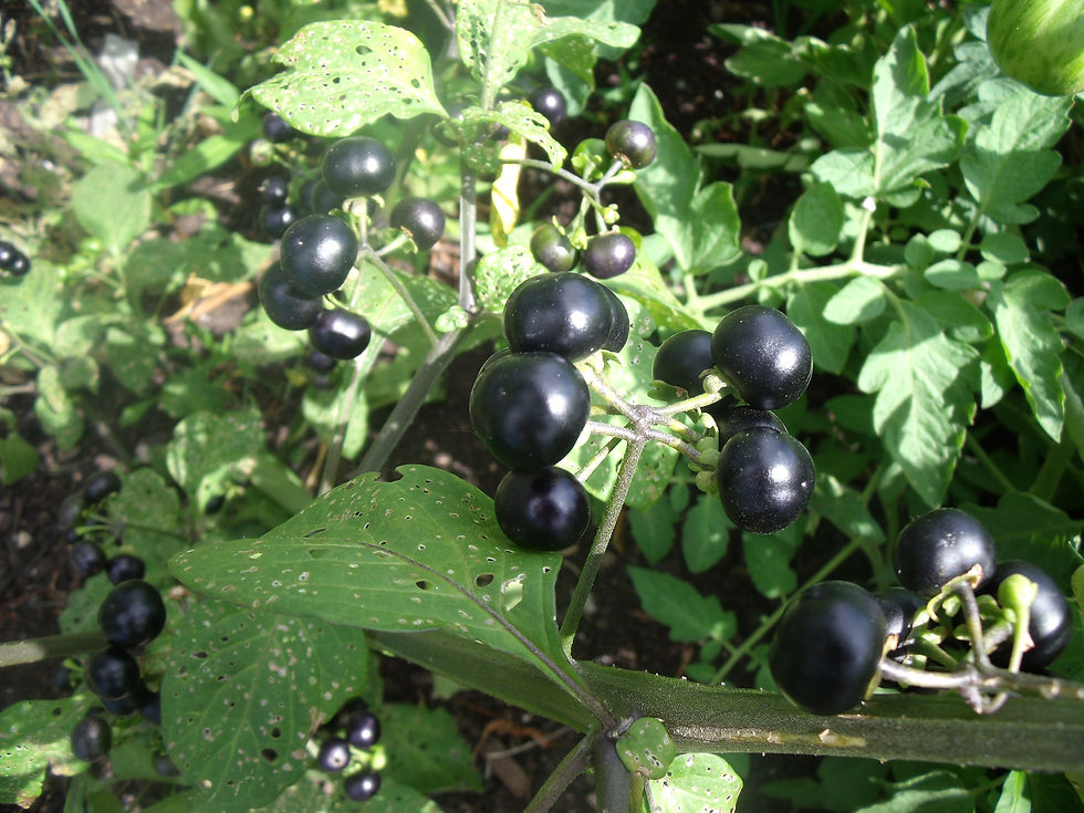 DSCF1019.JPG