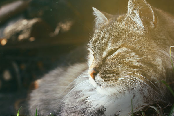 AdobeStock_256726239.jpeg