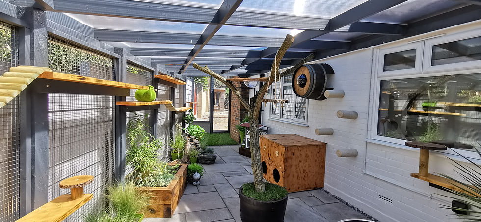 Catio 1