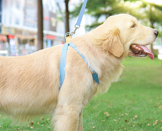 Miniatura: Pretal con correa de algodón para perros