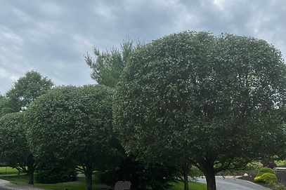 Trimming Pear trees in NJ