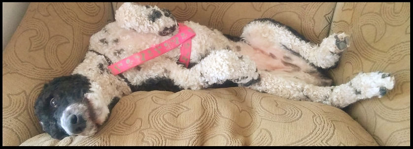 black and white poodle
