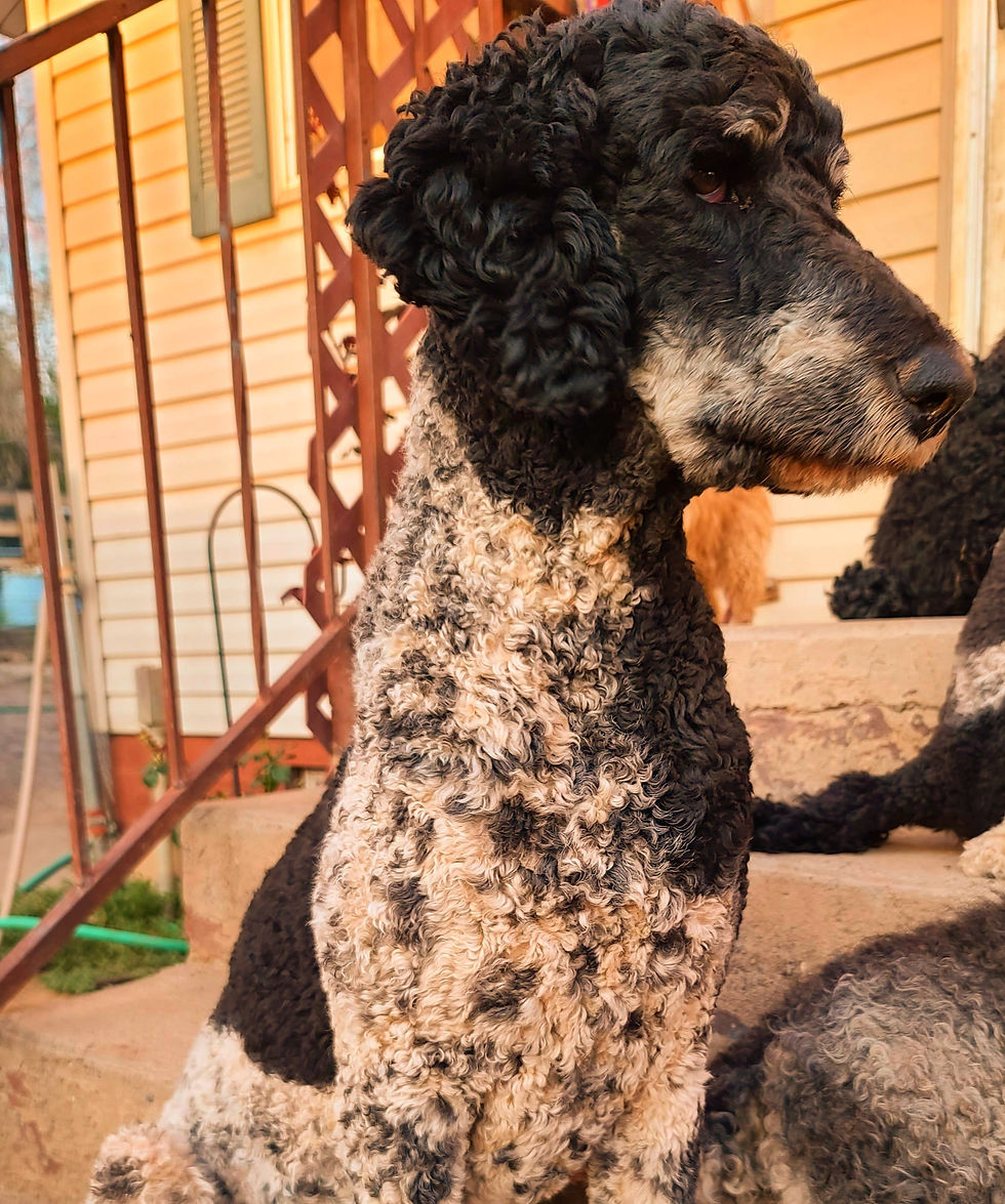Thumbnail: stud service with tri color standard poodle