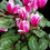 Miniatura: Cyclamen (maceta 6")/ 3 pz