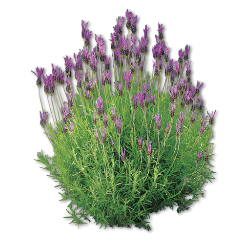 Pack De 6 Plantas De Lavanda Naturales - Para Interior Y Exterior, Fáciles De Cuidar, Florecen En Primavera