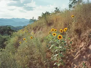 Detalle de raíces de mostaza india y vetiver en suelo industrial, acompañadas de gramíneas nativas mexicanas regenerando el terreno contaminado. 