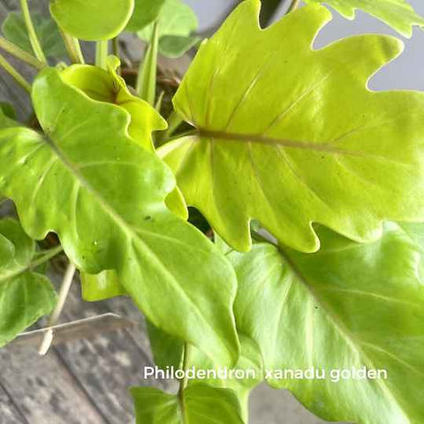 philodendron melonii variegata Philodendron Melanochrysum Variegata Orange