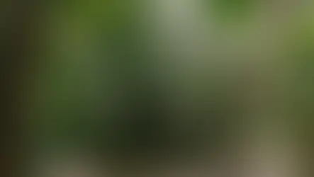 Jardín Tropical en Lomas de Chapultepec: Un Oasis de Sostenibilidad y Belleza