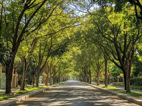 Avenida arbolada con copas frondosas que se unen formando un túnel verde sobre la calle, bajo luz natural de mediodía. La escena muestra la importancia del arbolado urbano en la regulación térmica, la generación de sombra y la belleza de la infraestructura verde en la ciudad.