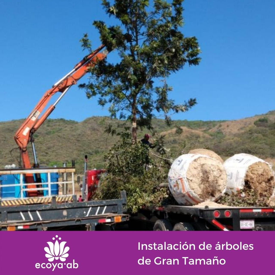 Instalación de árboles de gran tamaño